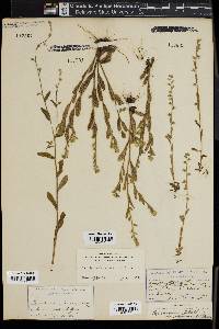 Myosotis verna image
