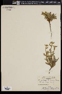 Plagiobothrys harknessii image