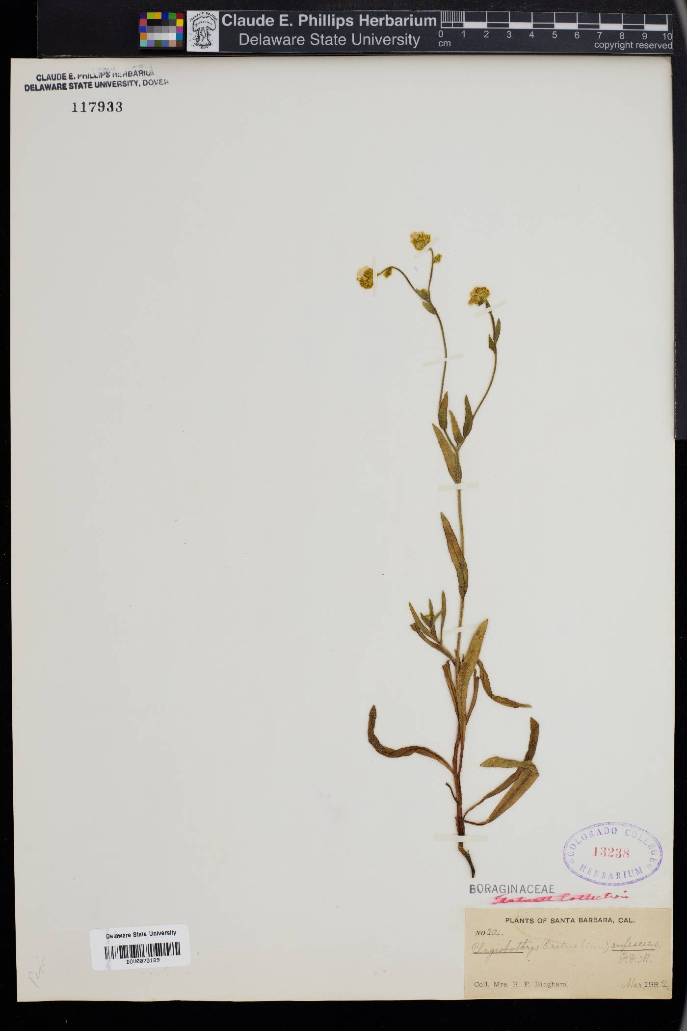 Plagiobothrys rufescens image