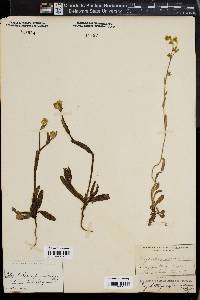 Plagiobothrys rufescens image