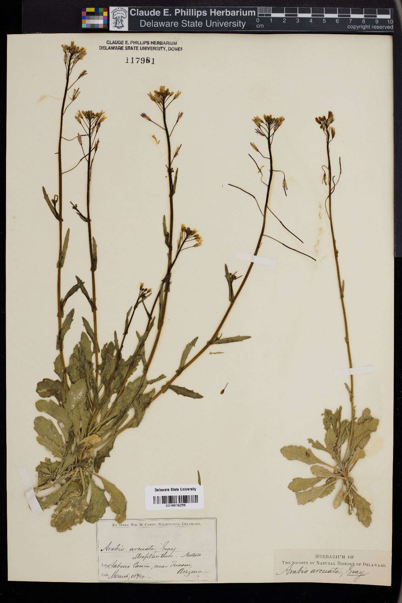 Boechera arcuata image