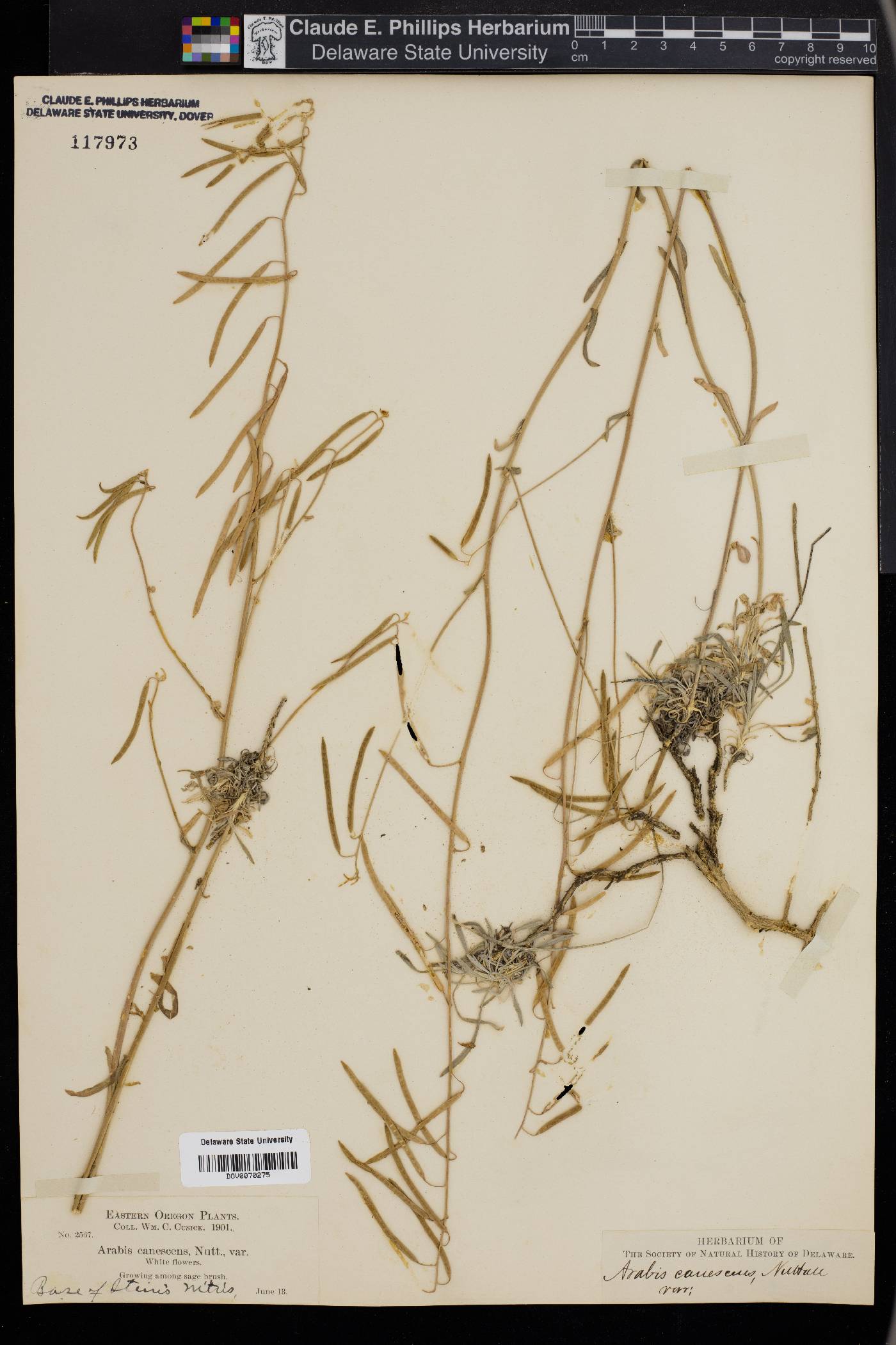 Arabis canescens image