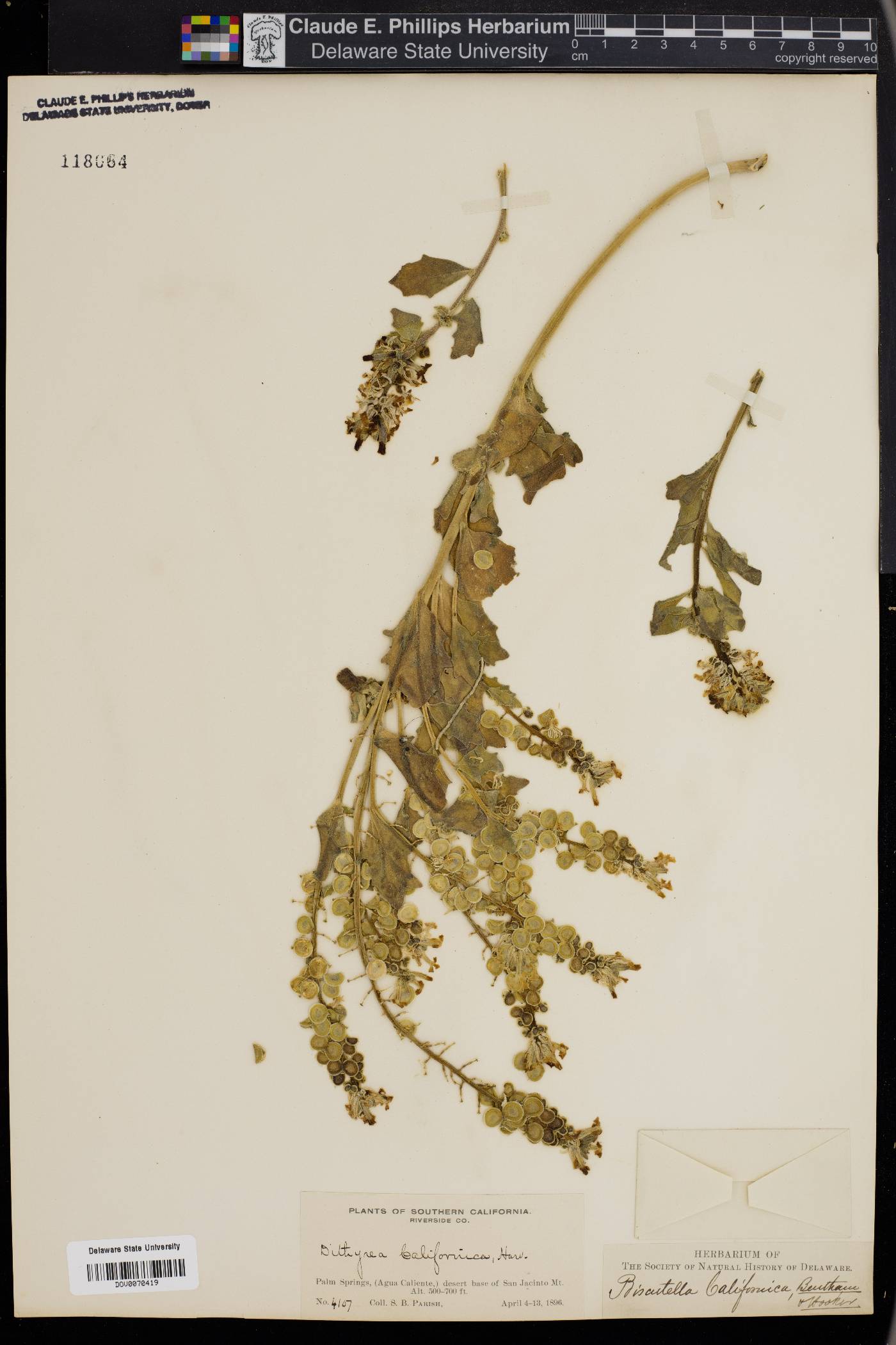 Biscutella californica image