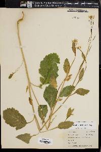 Brassica juncea image