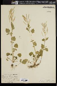 Cardamine breweri image