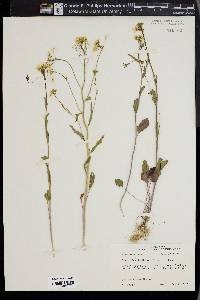 Cardamine bulbosa image