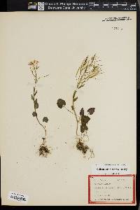 Cardamine douglassii image