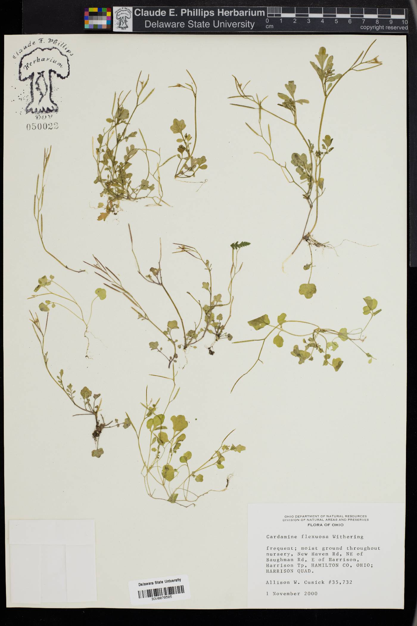 Cardamine flexuosa image