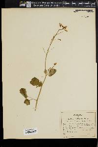 Cardamine californica var. integrifolia image