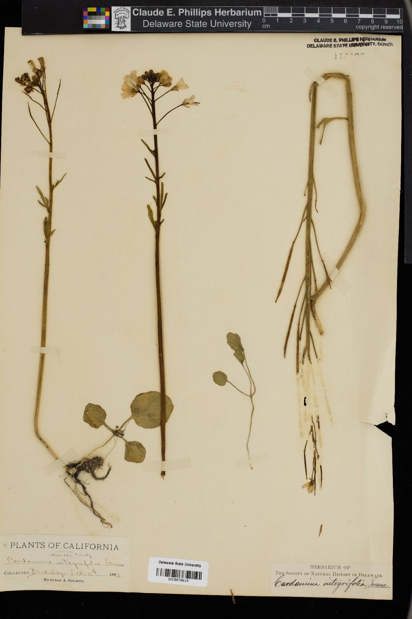 Cardamine californica var. integrifolia image