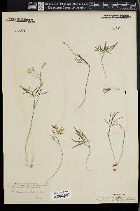 Cardamine multifida image