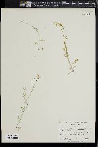 Cardamine parviflora image