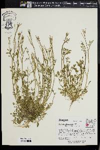 Cardamine oligosperma image