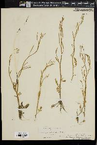 Cardamine pratensis image