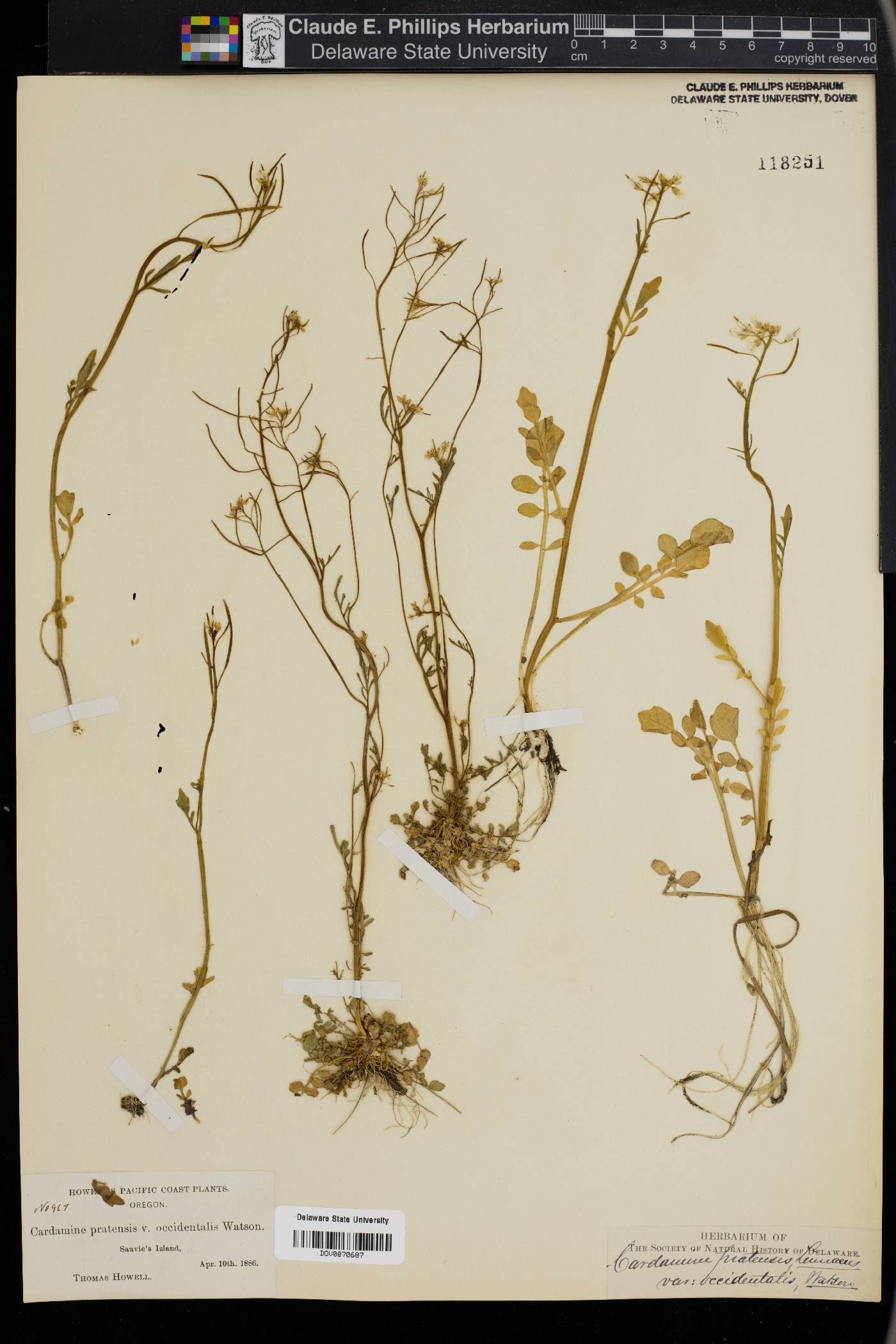 Cardamine pratensis image