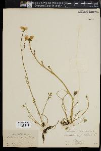 Cardamine pratensis image