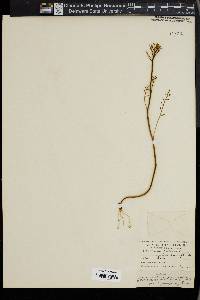 Cardamine pratensis image