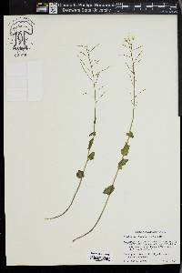 Cardamine rhomboidea image