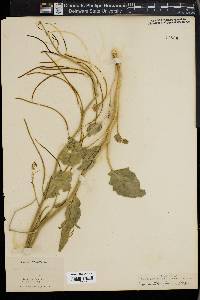 Caulanthus glaucus image