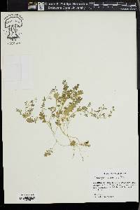 Lepidium didymum image