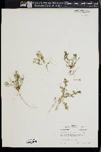 Lepidium didymum image