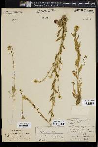 Draba aurea image