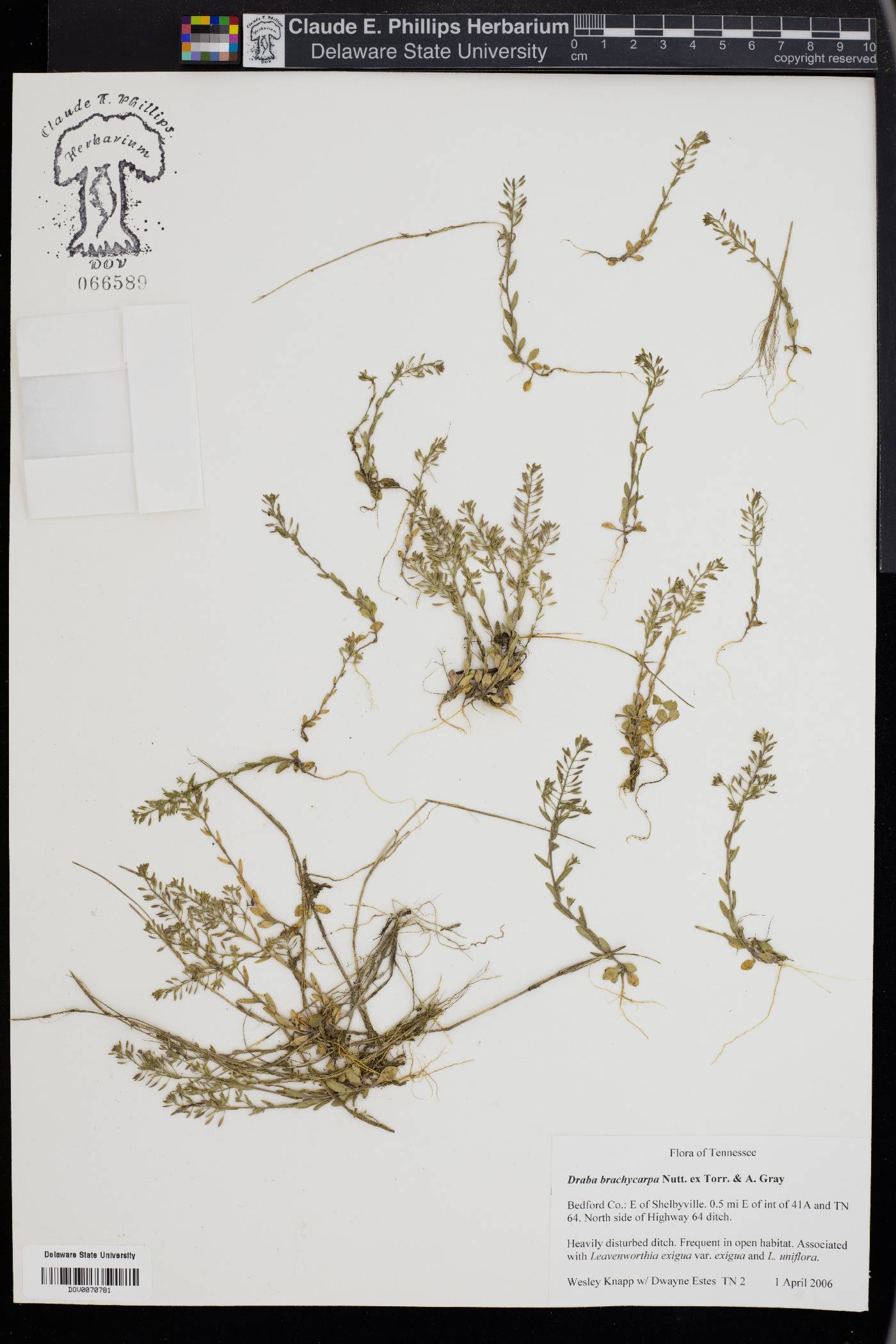 Draba brachycarpa image