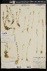 Draba incana image