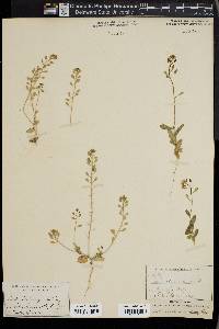 Draba platycarpa image