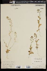 Draba platycarpa image