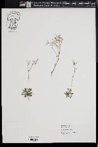 Draba ramosissima image