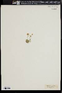 Draba tomentosa image