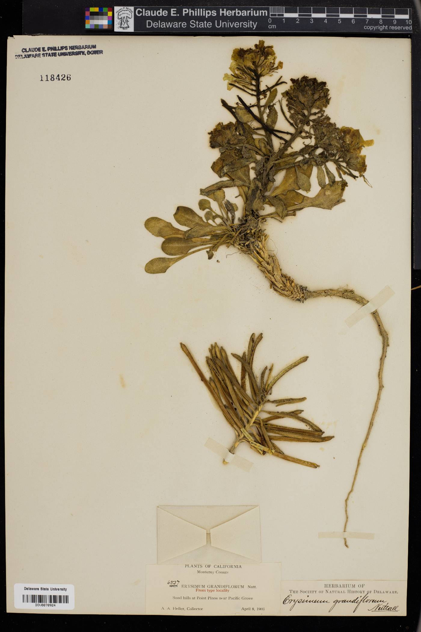 Erysimum grandiflorum image