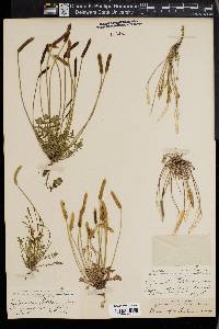 Leavenworthia michauxii image
