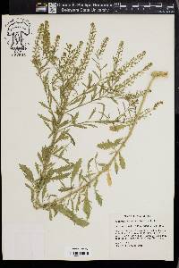 Lepidium austrinum image