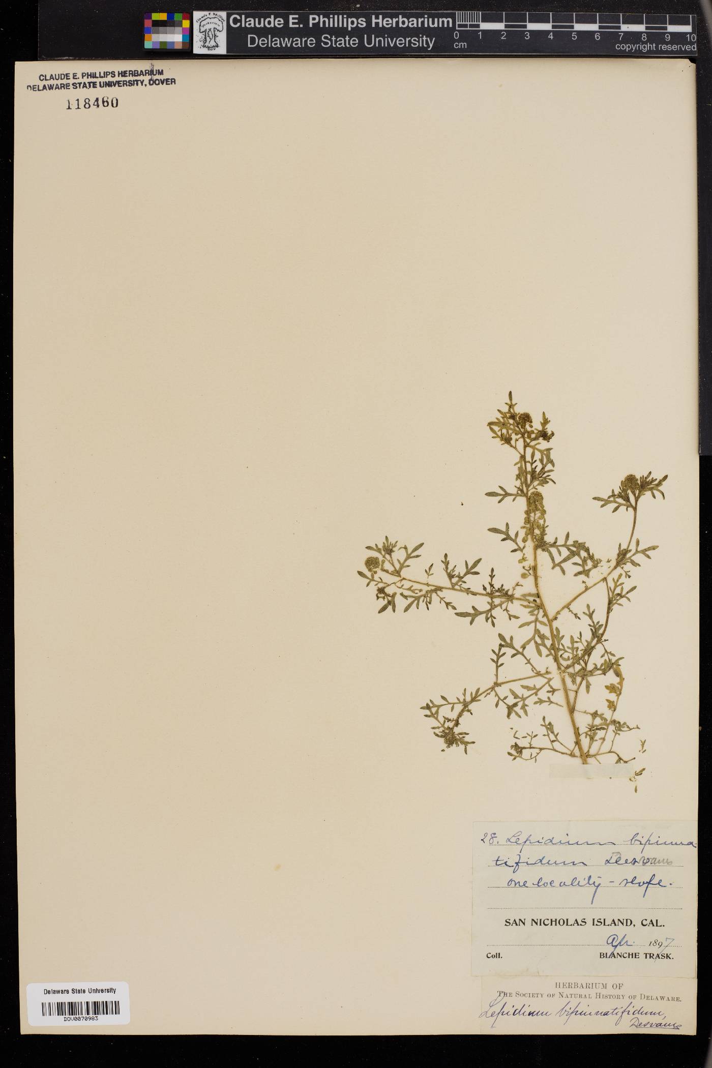 Lepidium bipinnatifidum image