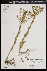 Lepidium campestre image