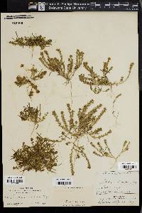 Lepidium dictyotum image