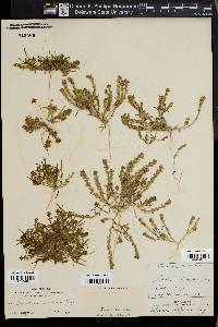 Lepidium dictyotum image