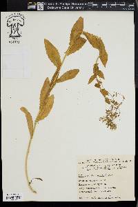 Lepidium draba image