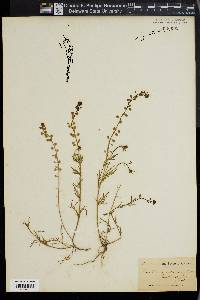 Lepidium nitidum image