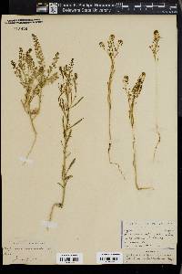 Lepidium intermedium image