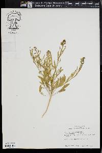 Lepidium lasiocarpum image