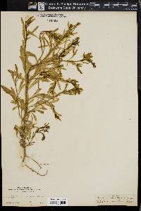 Lepidium virginicum var. menziesii image