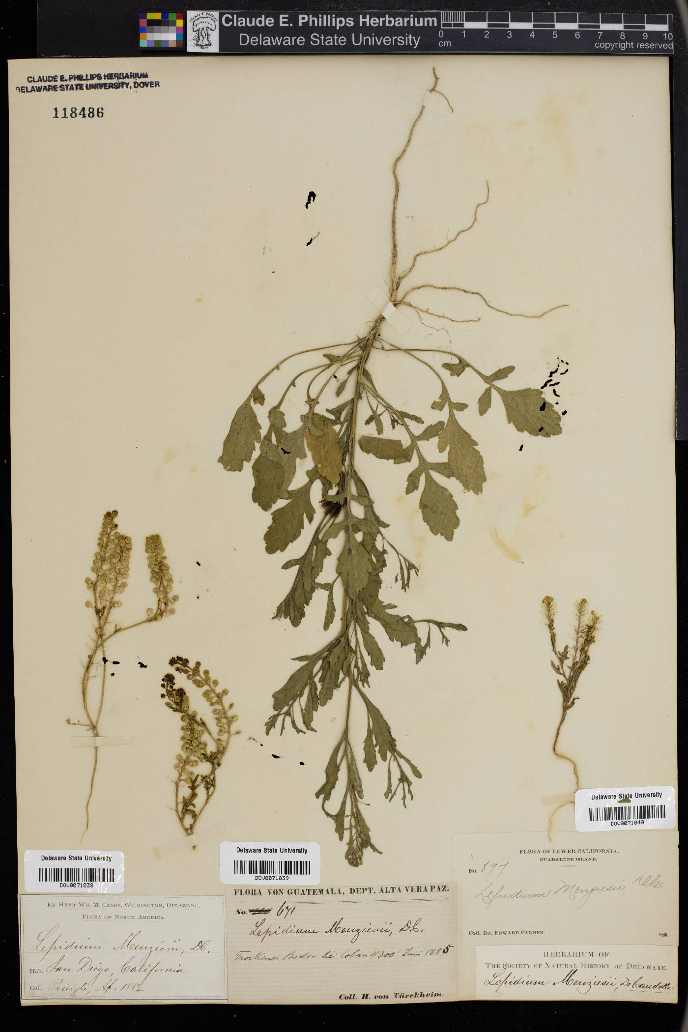 Lepidium menziesii image