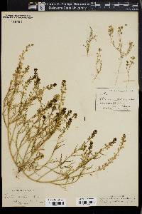 Lepidium nitidum image