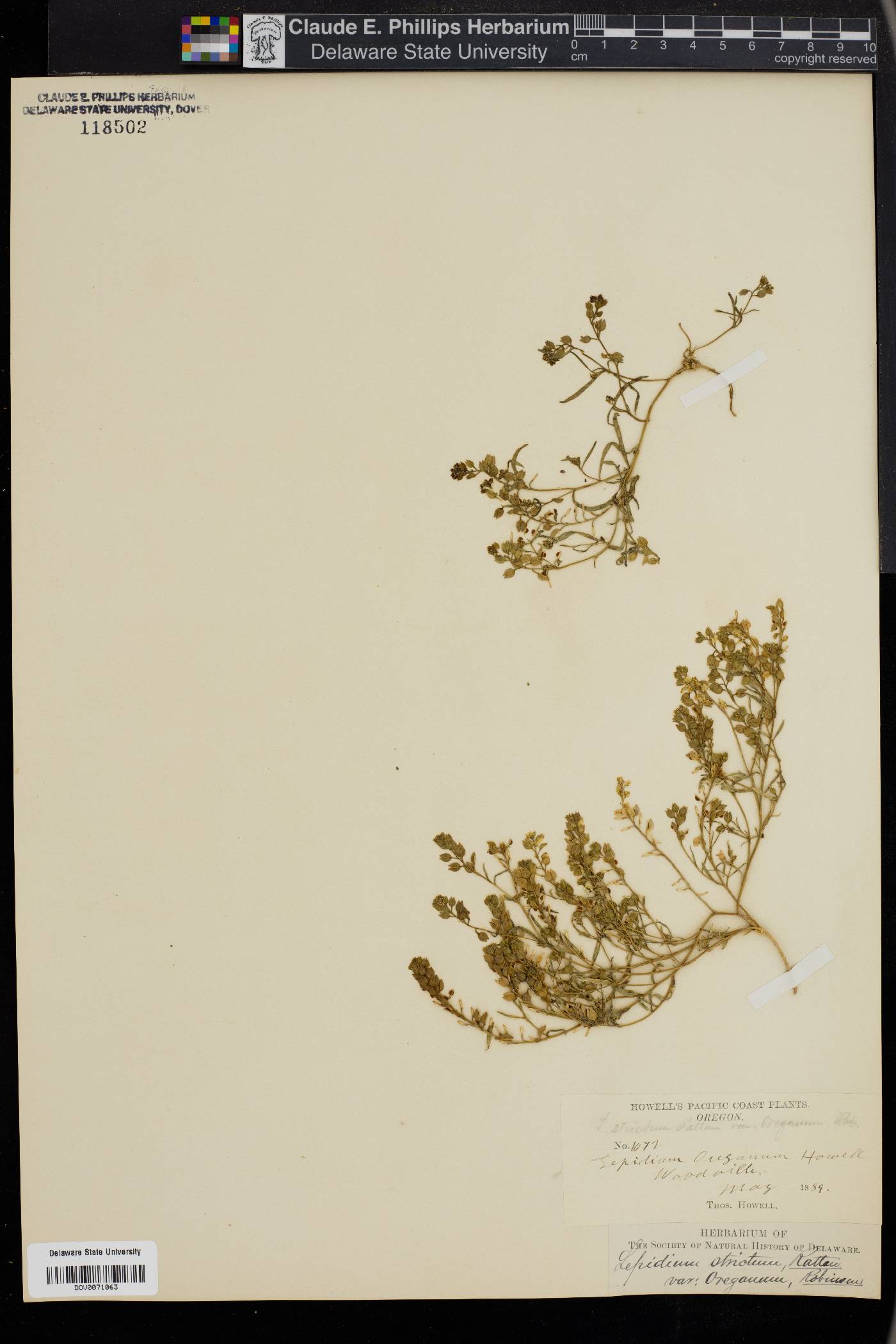 Lepidium oreganum image