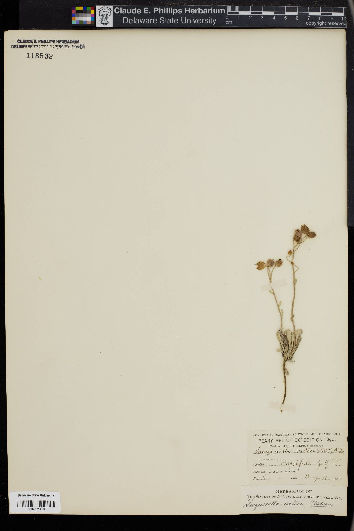 Physaria arctica image