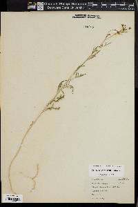 Sisymbrium altissimum image