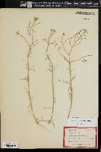 Sisymbrium altissimum image